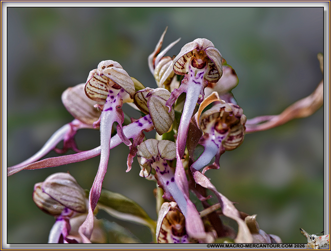Orchis Bouc